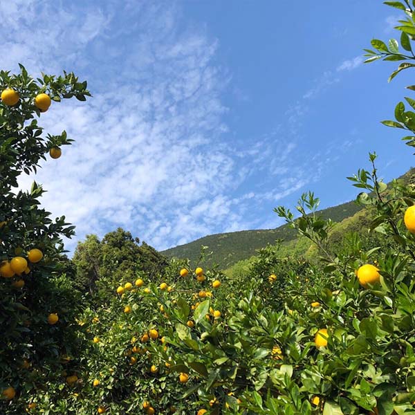 【送料込】愛媛県愛南町の農園より直送！「木成り栽培」にこだわった 河内晩柑中玉4kg(11～15個)