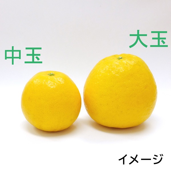 【送料込】愛媛県愛南町の農園より直送！「木成り栽培」にこだわった 河内晩柑大玉4kg(6～10個)