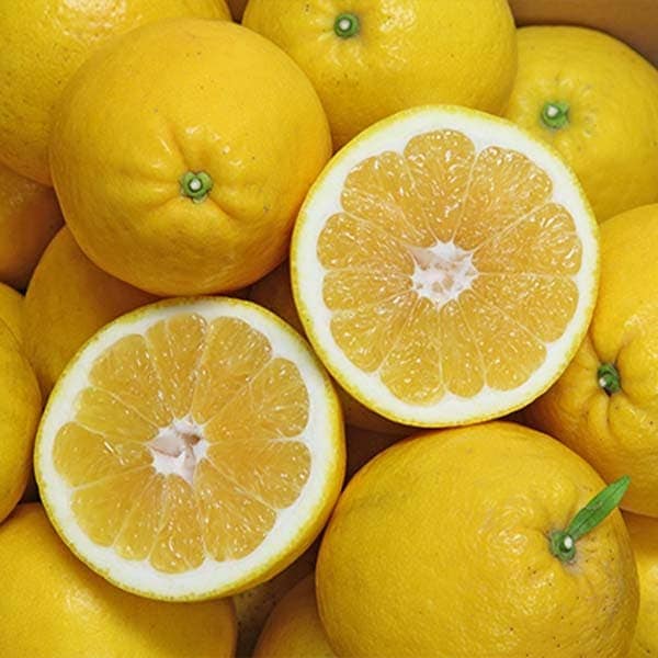 【送料込】愛媛県愛南町の農園より直送！「木成り栽培」にこだわった 河内晩柑大玉4kg(6～10個)
