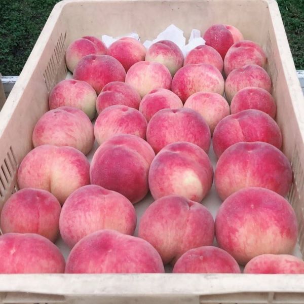【送料込】クール直送！山梨県「燃実農園」の朝採り桃 - 2kg/3kg ギフトにも最適！お得な訳あり桃もご用意！