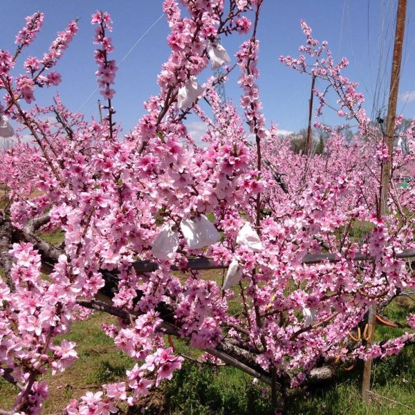 【送料込】朝採り農園直送！山梨県産・燃実農園（もえみのうえん）の桃　2kg/3kg 南アルプスの麓からお届け 2024年