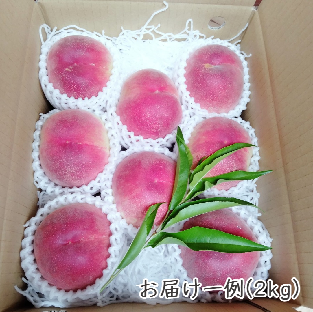 【送料込】クール直送！山梨県「燃実農園」の朝採り桃 - 2kg/3kg ギフトにも最適！お得な訳あり桃もご用意！