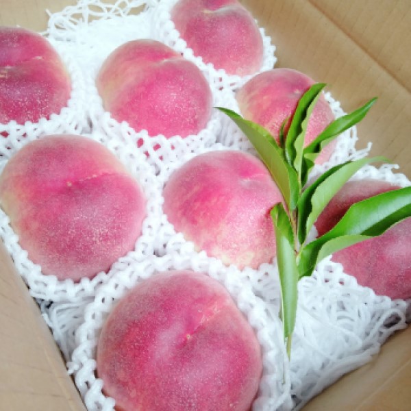 【送料込】クール直送！山梨県「燃実農園」の朝採り桃 - 2kg/3kg ギフトにも最適！お得な訳あり桃もご用意！