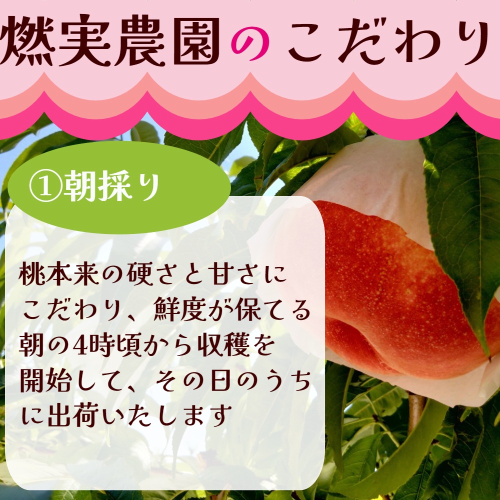 【送料込】朝採り農園直送！山梨県産・燃実農園（もえみのうえん）の桃　2kg/3kg 南アルプスの麓からお届け 2024年