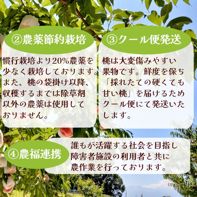 【送料込】クール直送！山梨県「燃実農園」の朝採り桃 - 2kg/3kg ギフトにも最適！お得な訳あり桃もご用意！