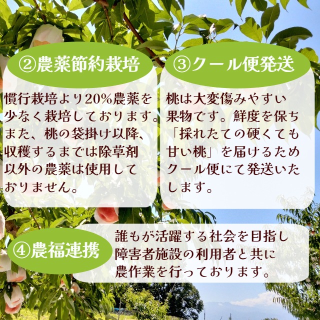 【送料込】朝採り農園直送！山梨県産・燃実農園（もえみのうえん）の桃　2kg/3kg 南アルプスの麓からお届け 2024年