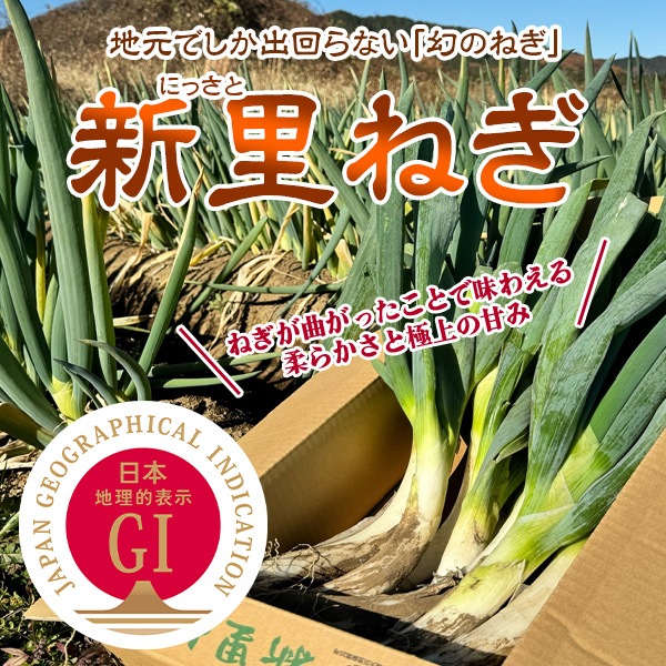 ねぎ　 予約販売）【信頼のGIマーク】地元でしか出回らない！「幻のねぎ」江戸