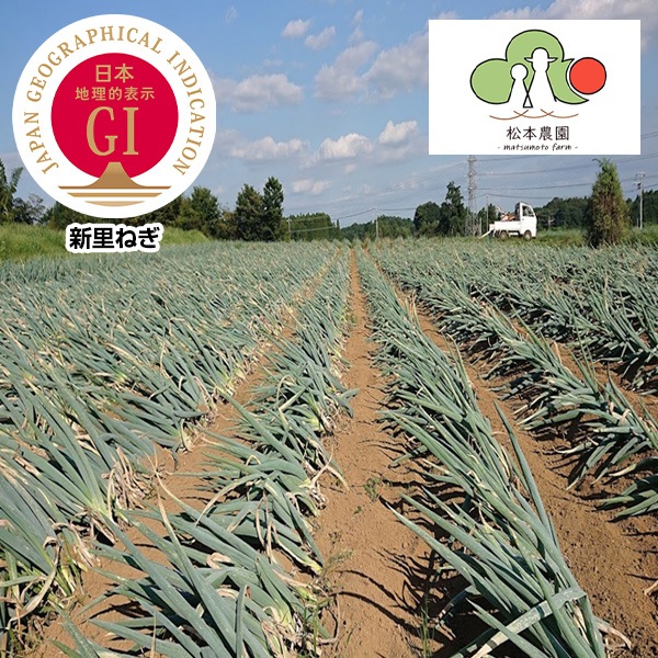 予約販売）【信頼のGIマーク】地元でしか出回らない！「幻のねぎ」江戸