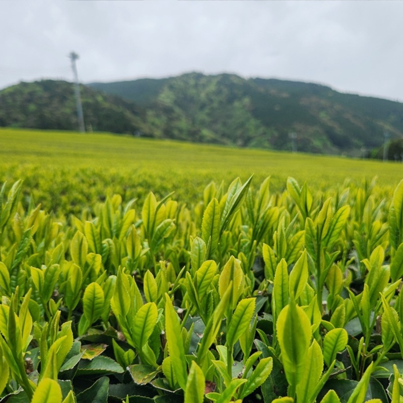 【送料込】静岡県・朝日園の川根茶 新茶一番茶 ギフトセット 缶または袋 ☆令和7年新茶予約販売☆ 【5/16以降出荷】