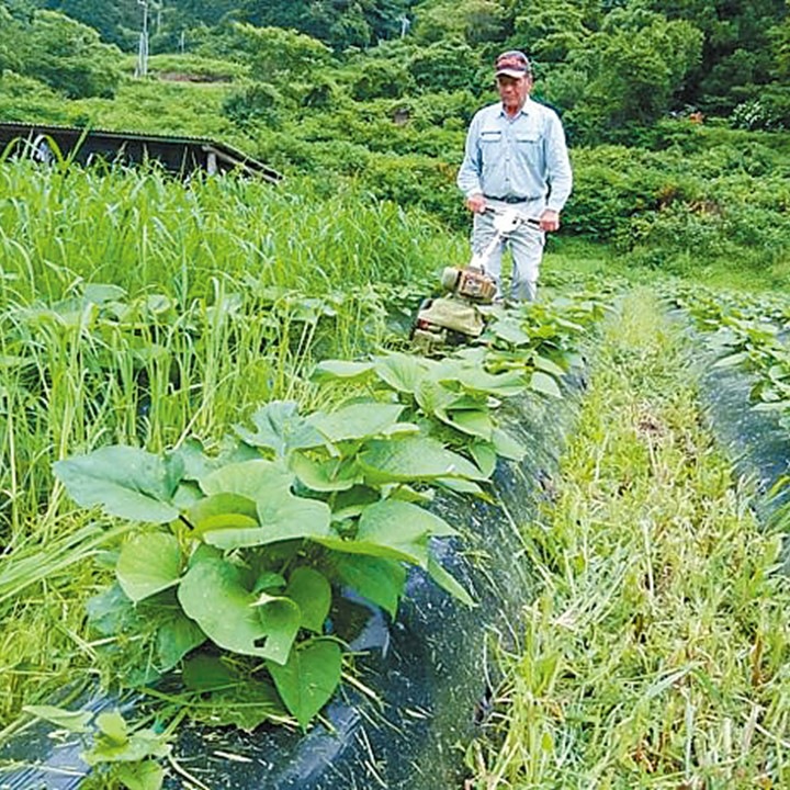 送料込】昔ながらの熟成『干し芋』～無添加・自然の甘み～3袋又は5袋
