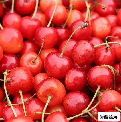 ＜25年産販売終了＞【送料込】さくらんぼ生産量日本一の山形県よりお届け！選べる「佐藤錦」＆「紅秀峰」＆「やまがた紅王」