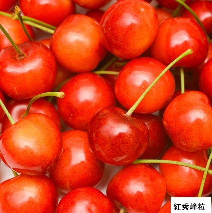＜25年産販売終了＞【送料込】さくらんぼ生産量日本一の山形県よりお届け！選べる「佐藤錦」＆「紅秀峰」＆「やまがた紅王」