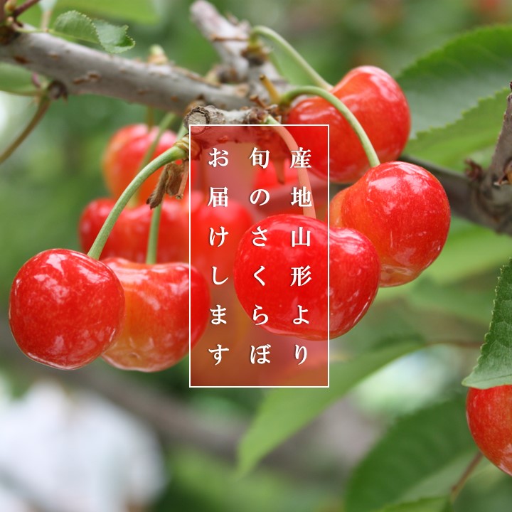 25年産販売終了＞【送料込】さくらんぼ生産量日本一の山形県よりお届け