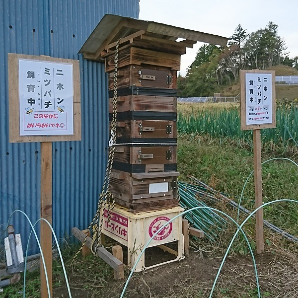 二ホンミツバチの蜂蜜（150g）【石巻二ホンミツバチの会】【東松島特集】