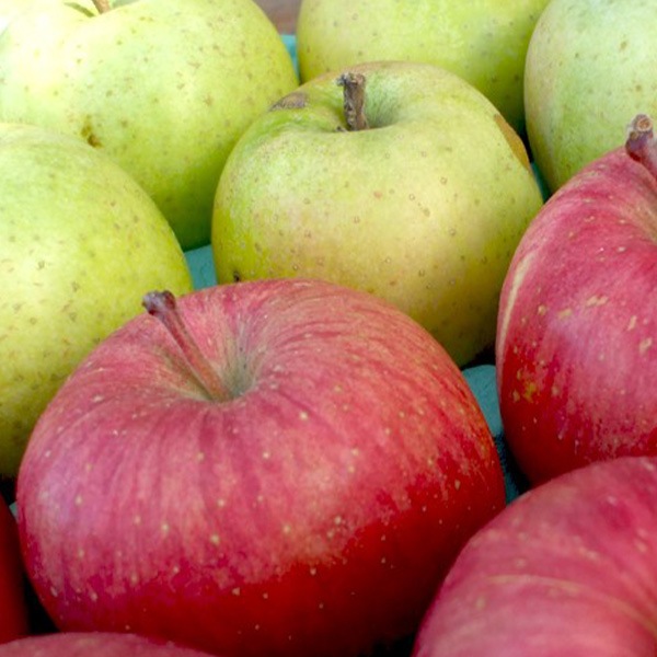 青森県りんご 人気の2品種！詰合せ 「サンふじ・王林」 産地直送！【ご