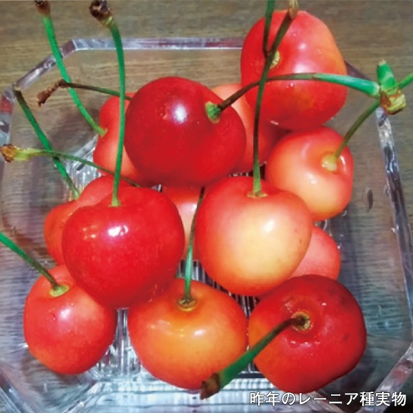 【2026年シーズン到来!完全ご予約制】アメリカンチェリー(レーニア種)700g 6,680円/1kg 9,080円/2kg 15,980円