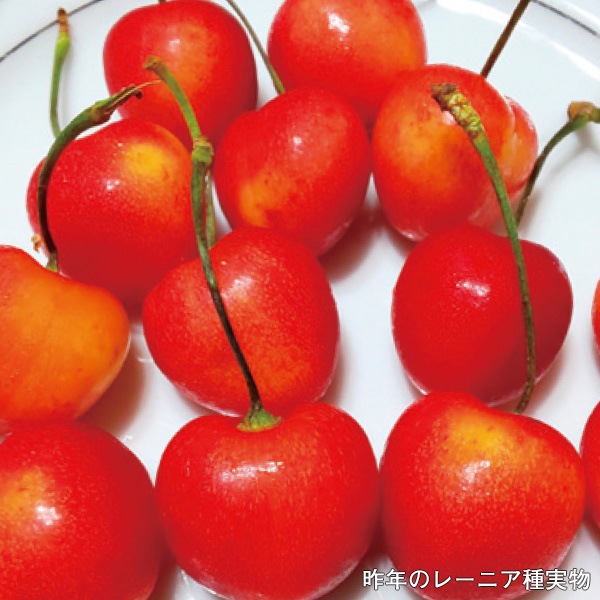 【2026年シーズン到来!完全ご予約制】アメリカンチェリー(レーニア種)700g 6,680円/1kg 9,080円/2kg 15,980円