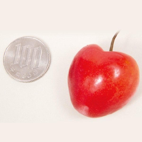 【2026年シーズン到来!完全ご予約制】アメリカンチェリー(レーニア種)700g 6,680円/1kg 9,080円/2kg 15,980円