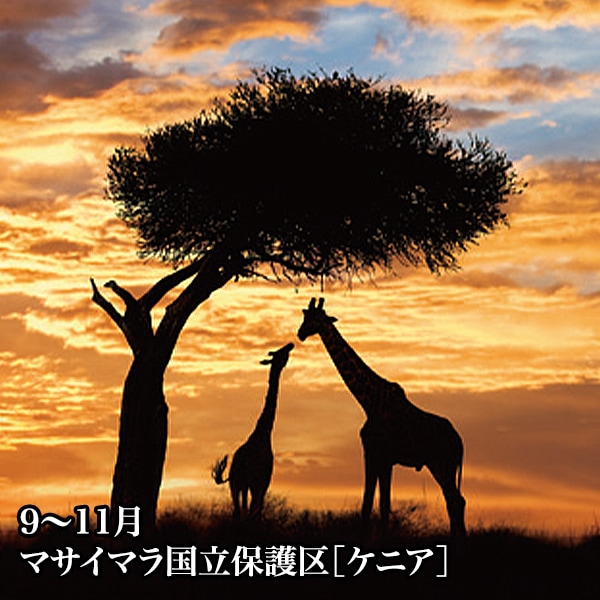 【送料込】2026年版　阪急交通社オリジナルカレンダー『絶景旬彩』 ＜３か月表示でとっても便利！＞　