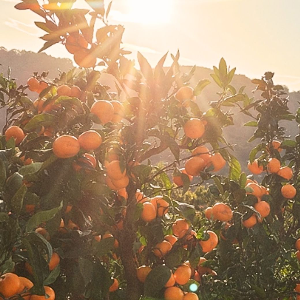 【送料込】愛媛の農園より直送!温州みかん【中生(なかて)みかん/いのうえ果樹園】 サイズは無選別(2S~2L)3kgまたは5kg