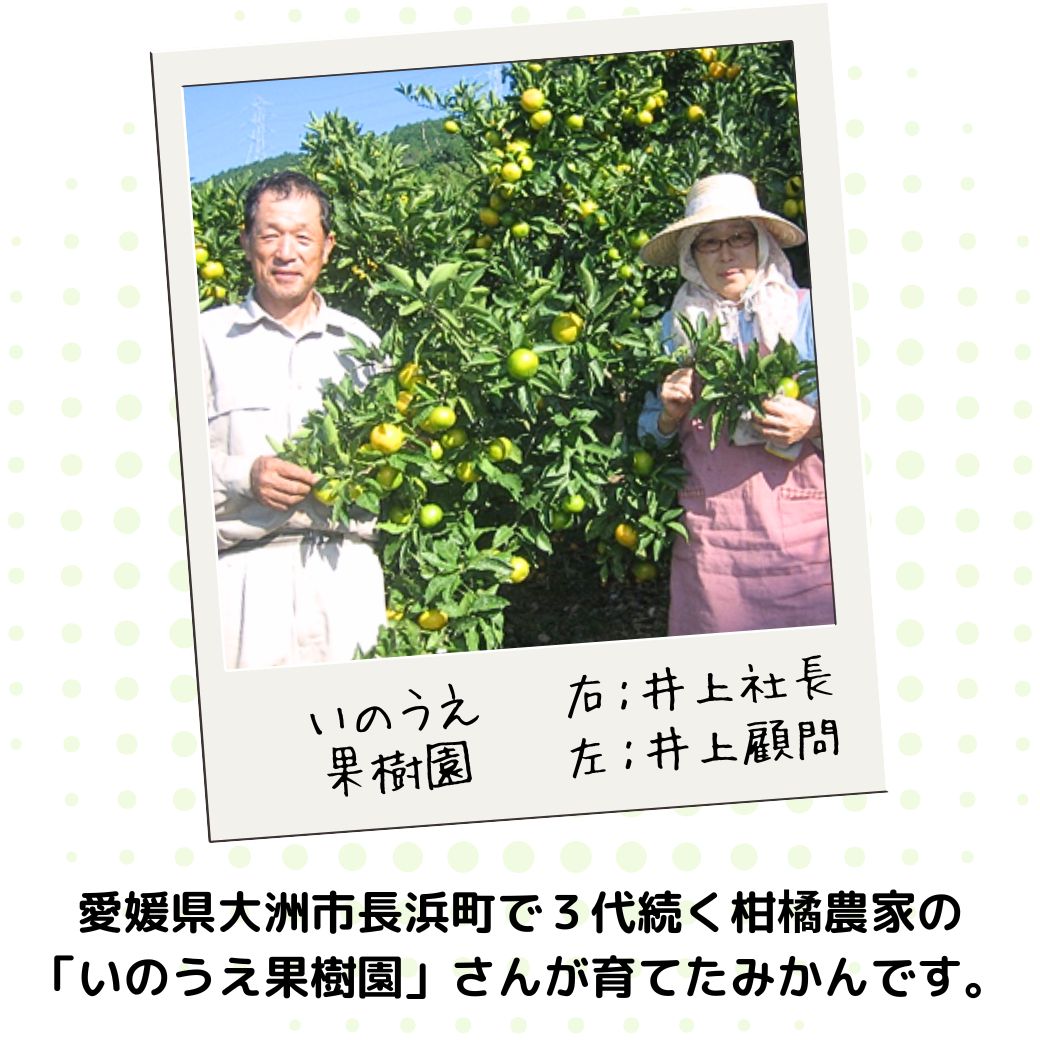 【送料込】愛媛の農園より直送!温州みかん【中生(なかて)みかん/いのうえ果樹園】 サイズは無選別(2S~2L)3kgまたは5kg