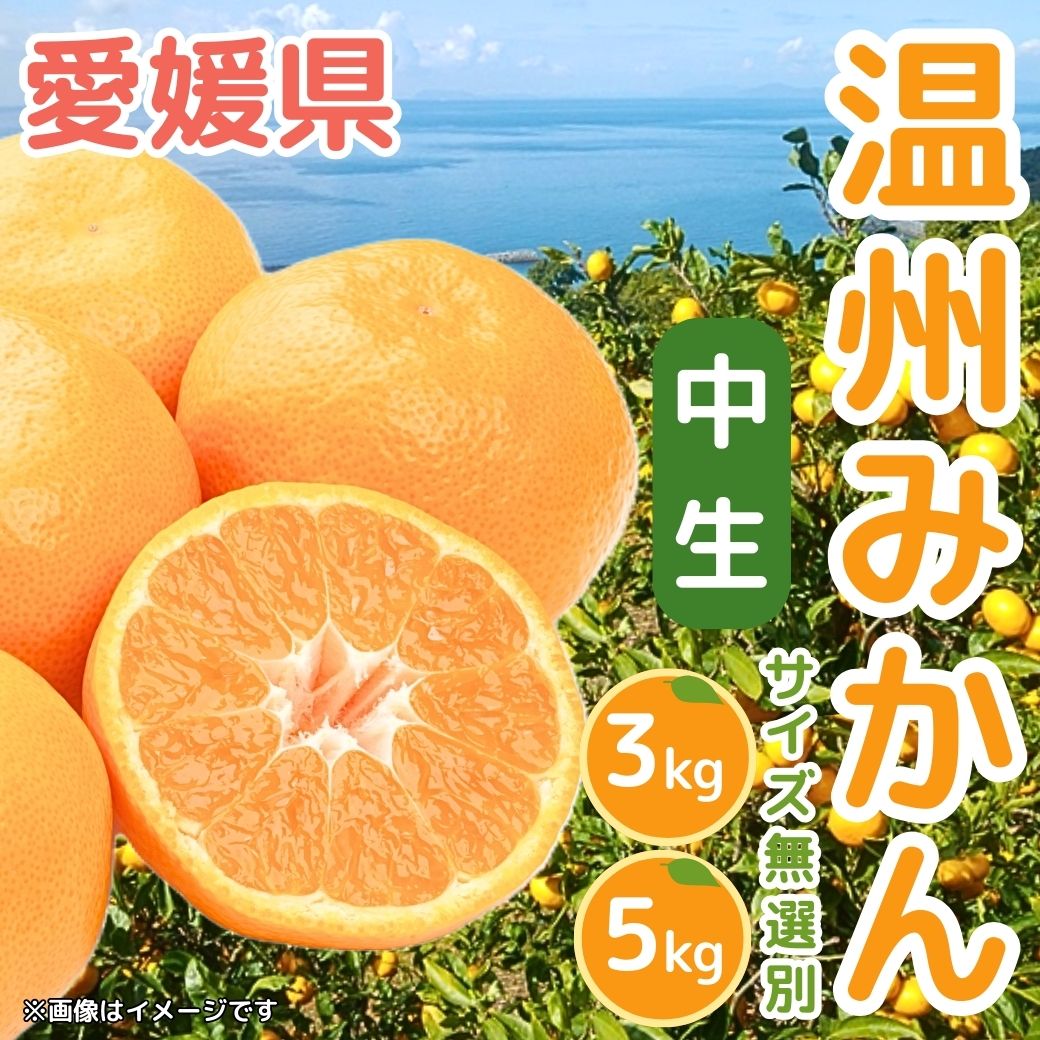 【送料込】愛媛の農園より直送!温州みかん【中生(なかて)みかん/いのうえ果樹園】 サイズは無選別(2S~2L)3kgまたは5kg