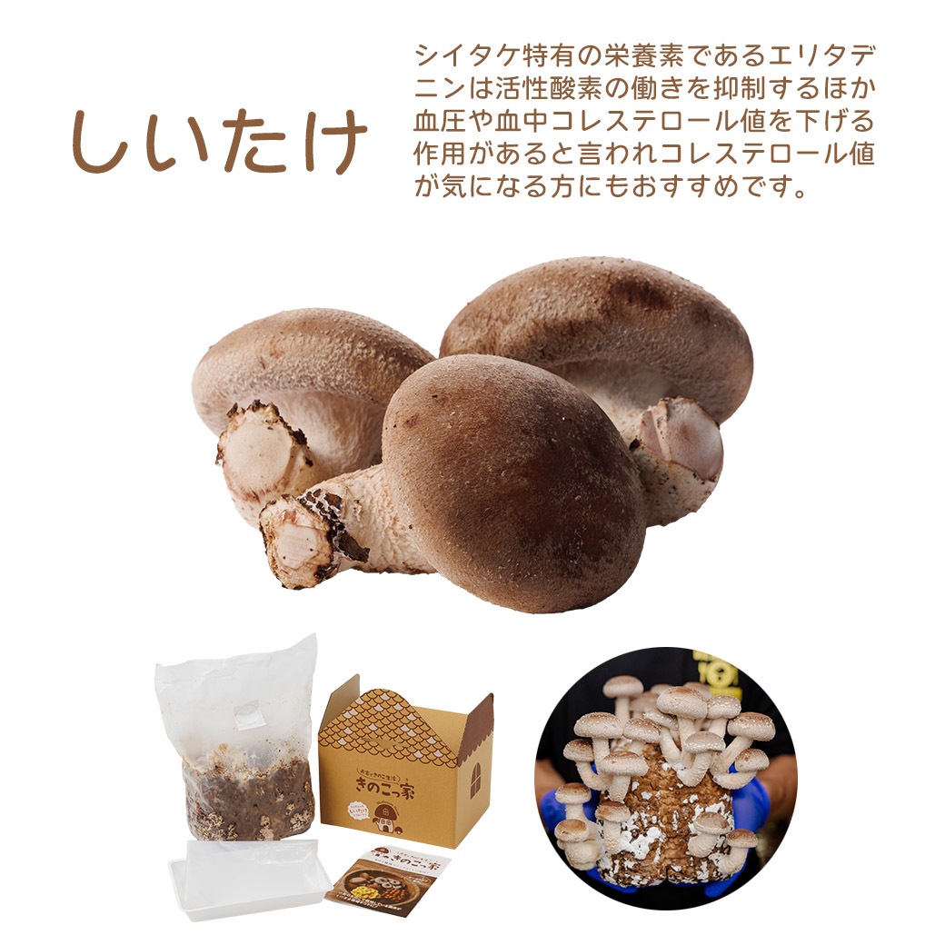 送料込】きのこ生活応援!!選べる『もりもり栽培キット』≪たもぎだけ