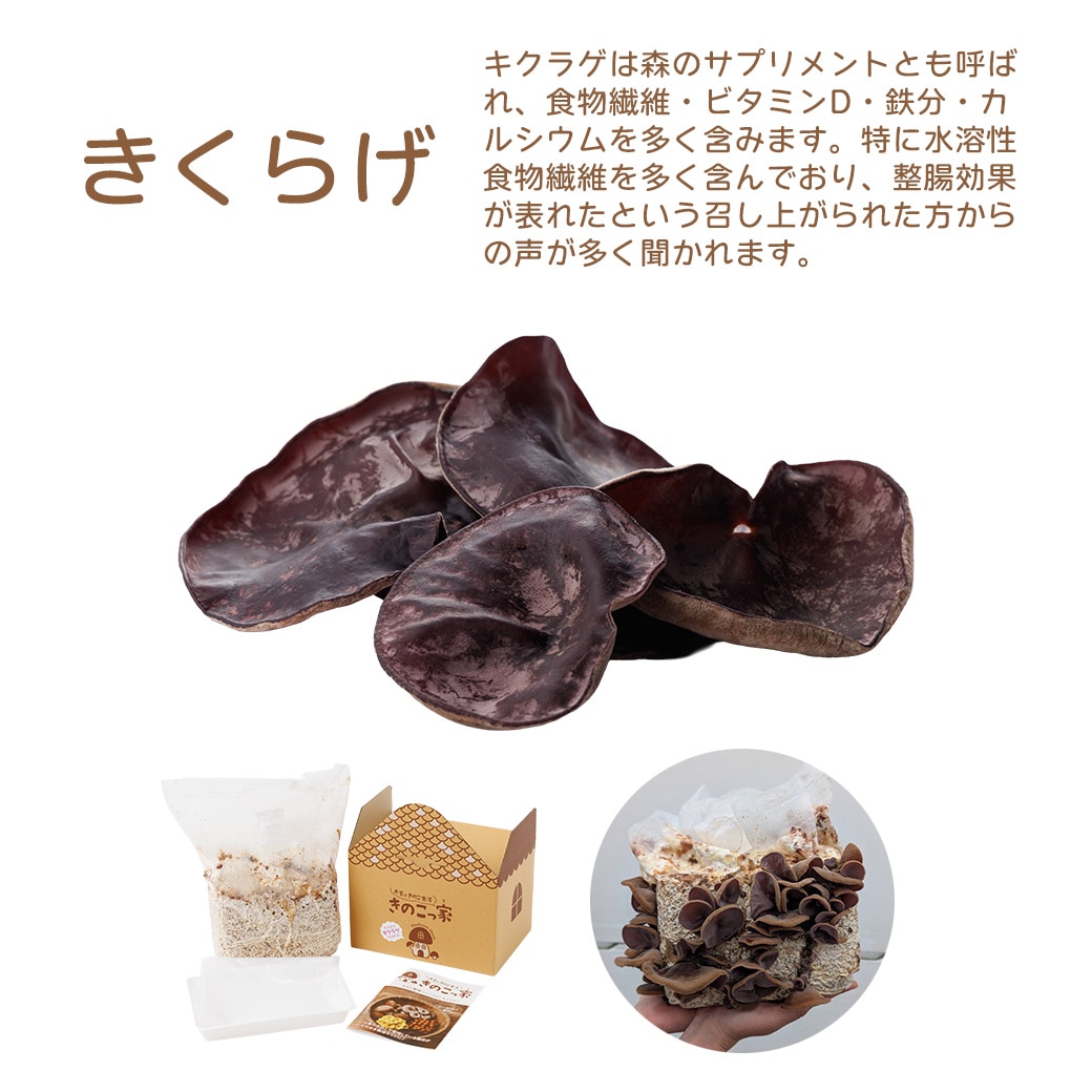 送料込】きのこ生活応援!!選べる『もりもり栽培キット』≪たもぎだけ