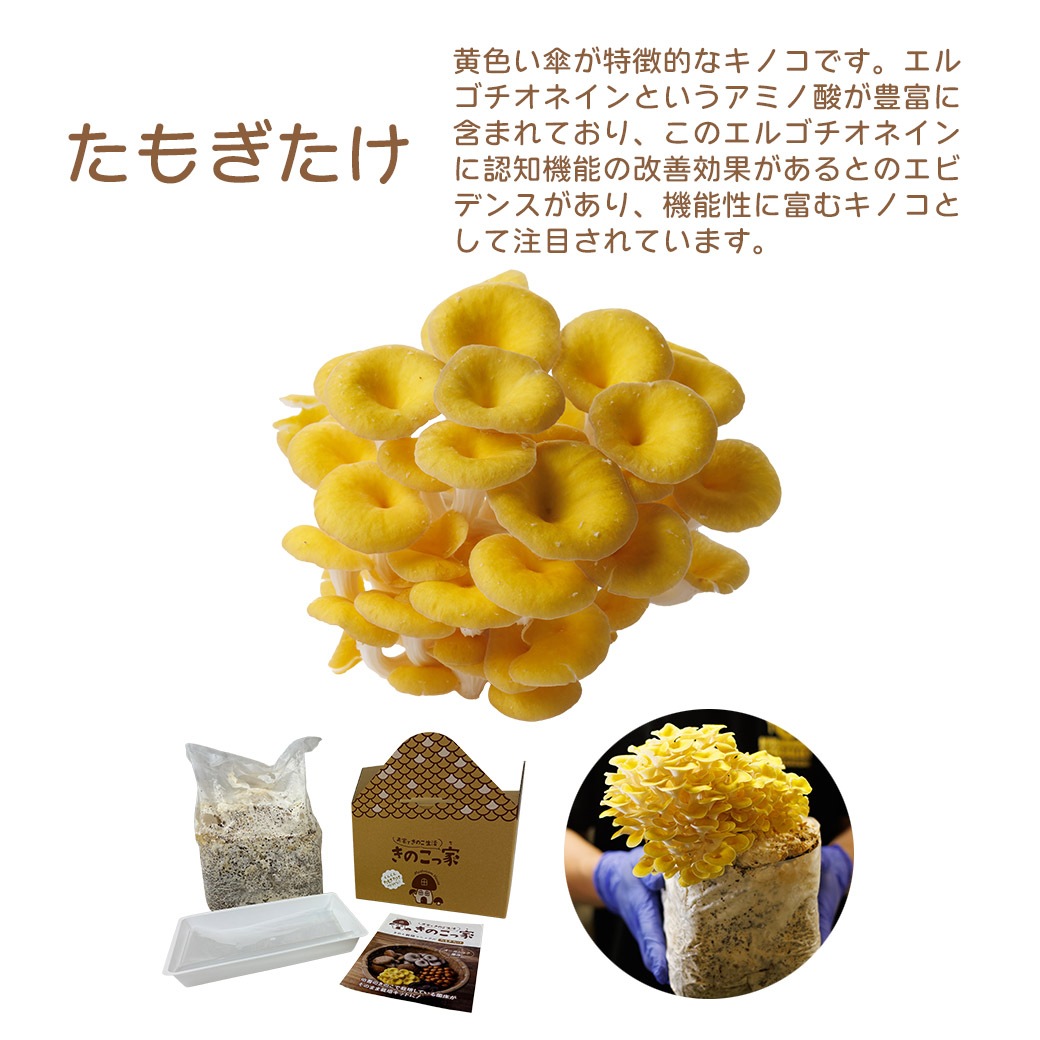 きのこ(おまとめ割実施中)　おまとめ 送料込】きのこ生活応援!!選べる『もりもり栽培キット』≪たもぎだけ