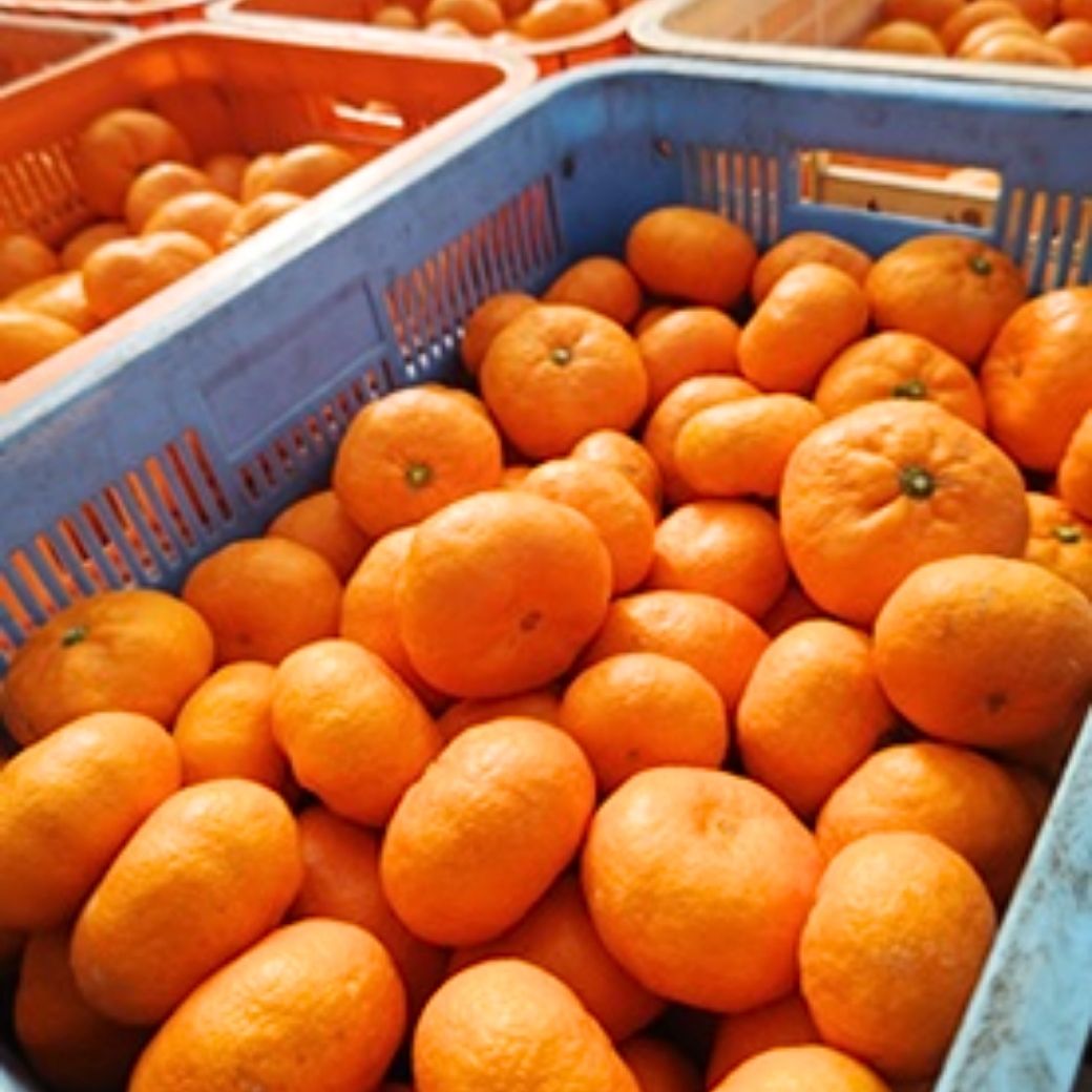 【送料込】愛媛の農園より直送！愛媛県だけで栽培される’’希少な’’みかん『ひめのか』【晩生（おくて）みかん／いのうえ果樹園】　サイズは無選別（2S～3L）4kg