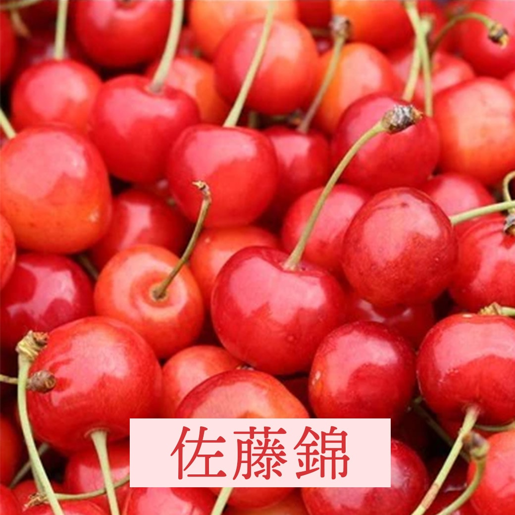 【送料込】人気のさくらんぼブランドを3種から選べる!『佐藤錦』・『紅秀峰』・『やまがた紅王』