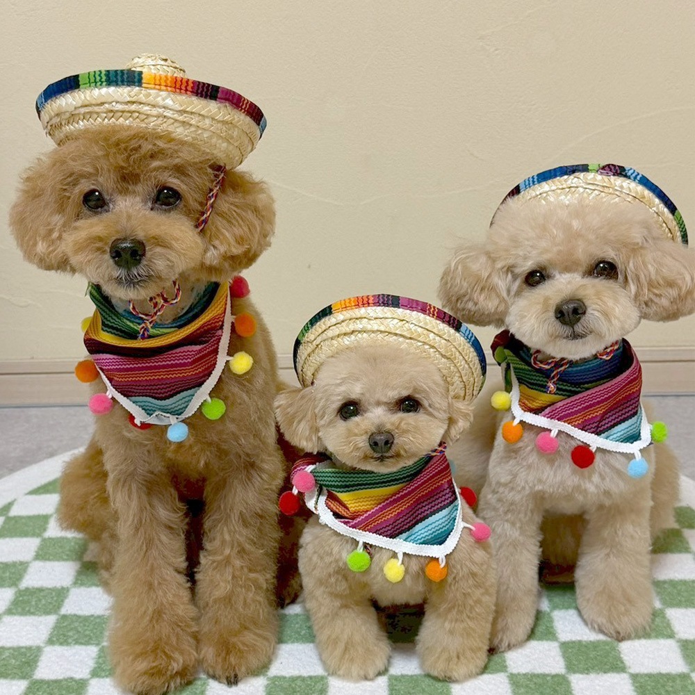 メキシカンセット Pet choker Dog collar Pet ribbon Pet accessories