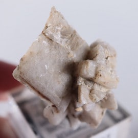 ����ꥫ�������ץ���