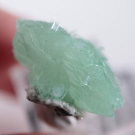 Wagholi�������ݥե��饤��