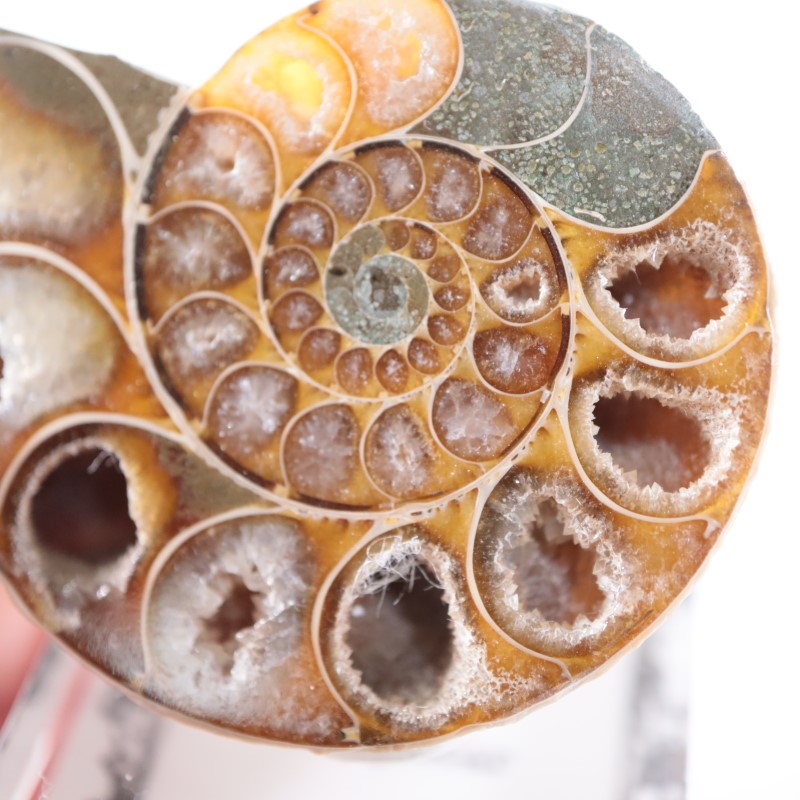 マダガスカル産 アンモナイト（カット＆ポリッシュ） | 鉱物標本