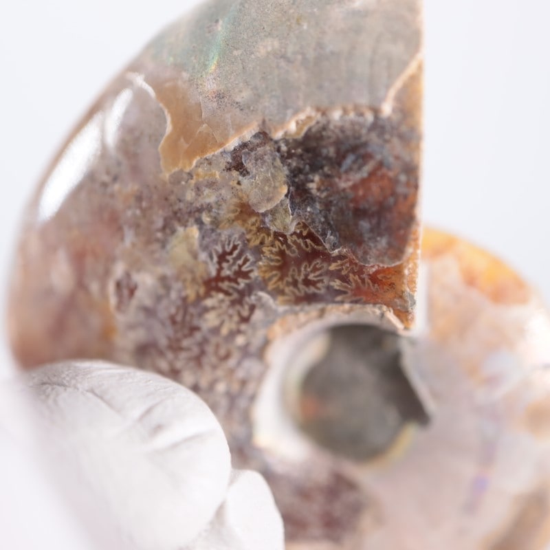 マダガスカル産 アンモナイト（カット＆磨き） | 鉱物標本,その他の