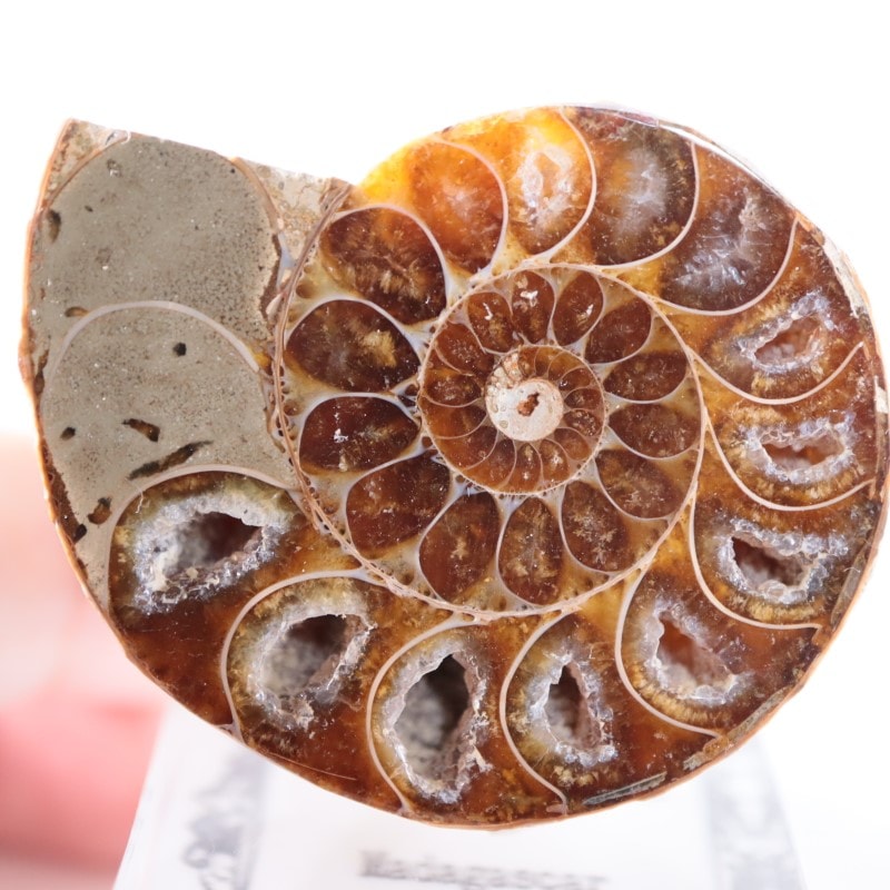 アンモナイト（カット＆ポリッシュ） | 鉱物標本,その他の鉱物