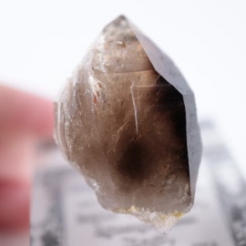 Maple Lode�ۻ�����徽