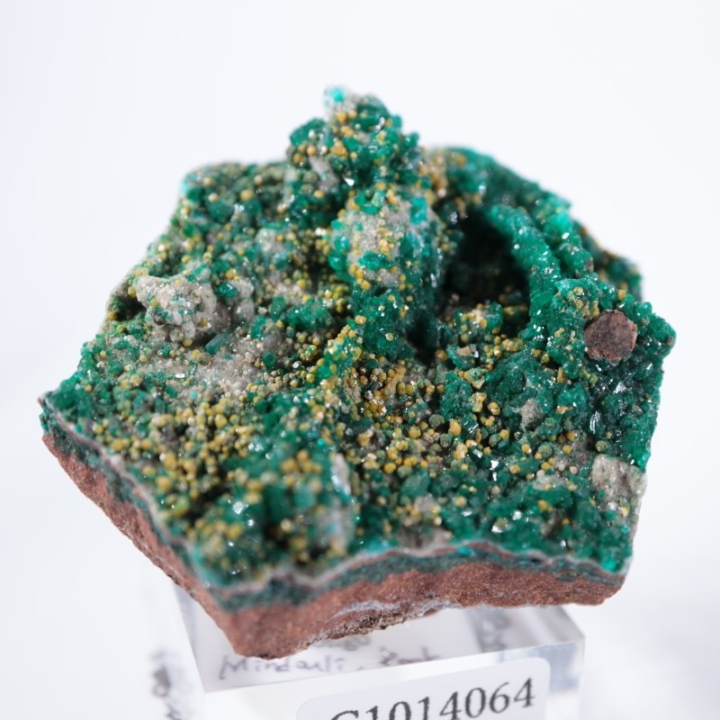 コンゴ産 ダイオプテーズ | 鉱物標本,タ行,ダイオプテーズ/翠