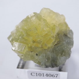 ���󥶥˥������ץ�ʥ���