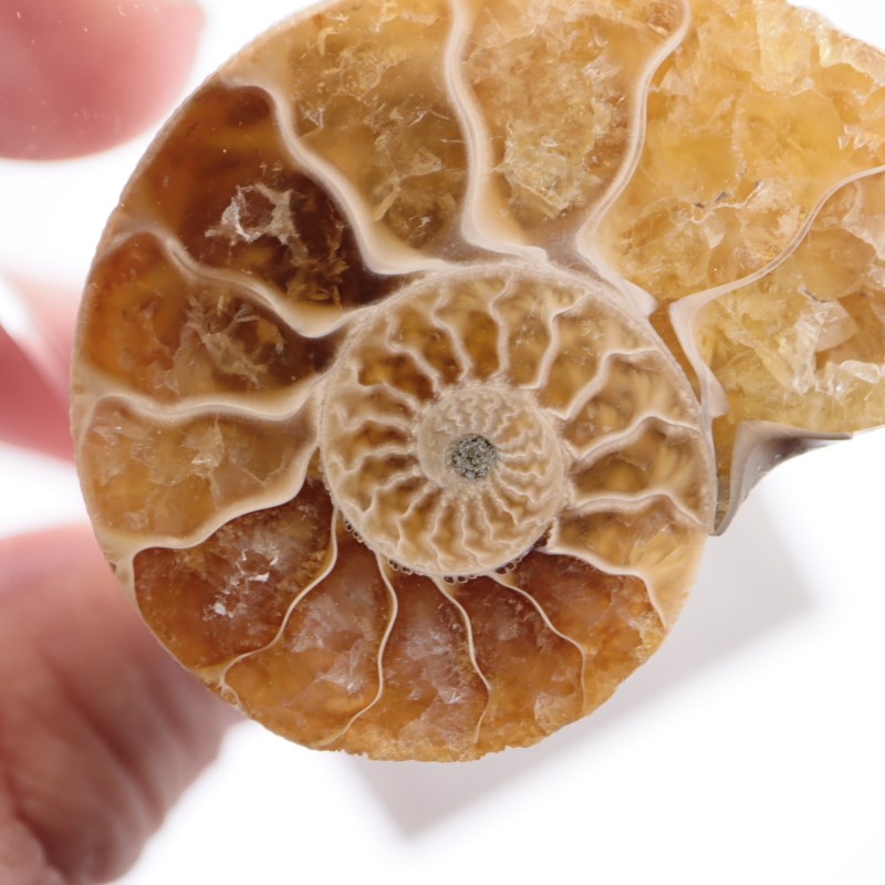マダガスカル産 アンモナイト（カット） | 鉱物標本,その他の鉱物