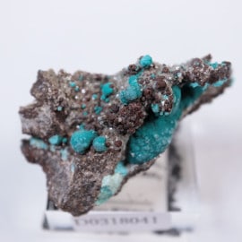 ���꥾�ʽ���������������