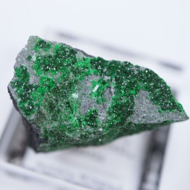 Saranobskii�ۻ������Х��Х��ȥ����ͥå�