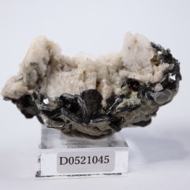 �������������졢ɹĹ��