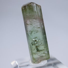 Taquaral�����ȥ�ޥ��