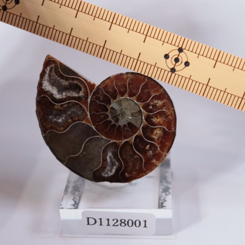 マダガスカル産 アンモナイト | 鉱物標本,その他の鉱物 | ほたるみねら 