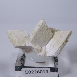 �ʥߥӥ�����Ĺ��