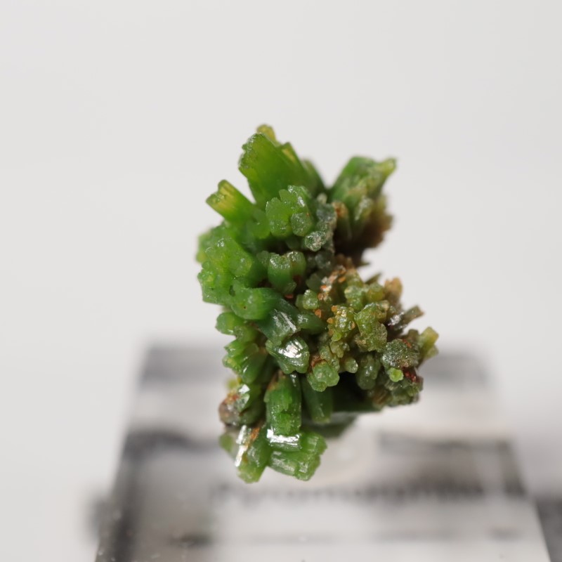 中国産 パイロモルファイト | 鉱物標本,ハ行,パイロモルファイト/緑鉛