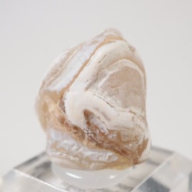 �ȥ륳�� ��������