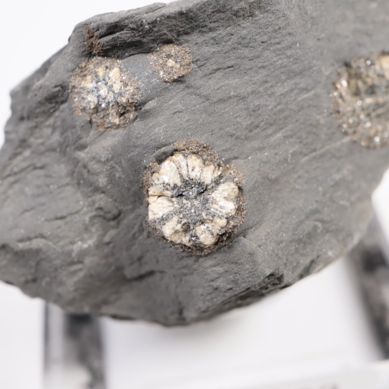 超細密極厚盛花鳥金彩青粒大壺、美品、源隆在銘、値下げしました Y*8様 多肉植物・アガベ・【特選】八荒雷神・コレクション株